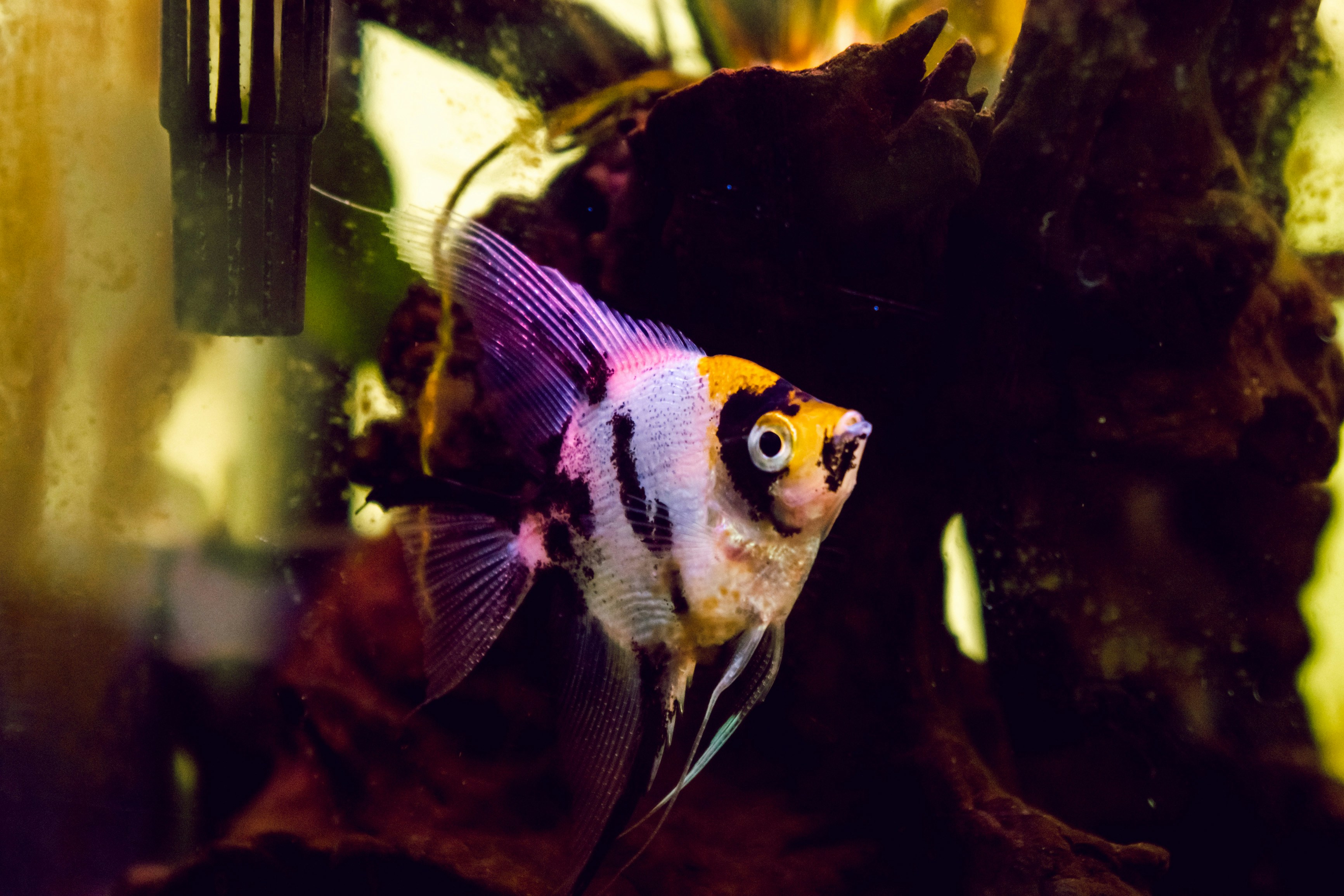 A queen angelfish swimming