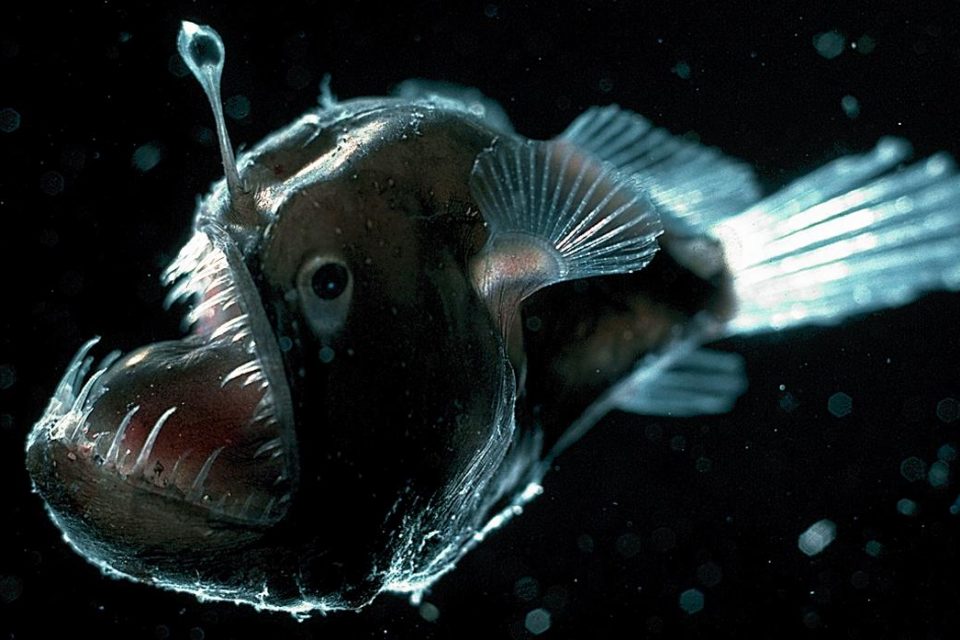 Anglerfish