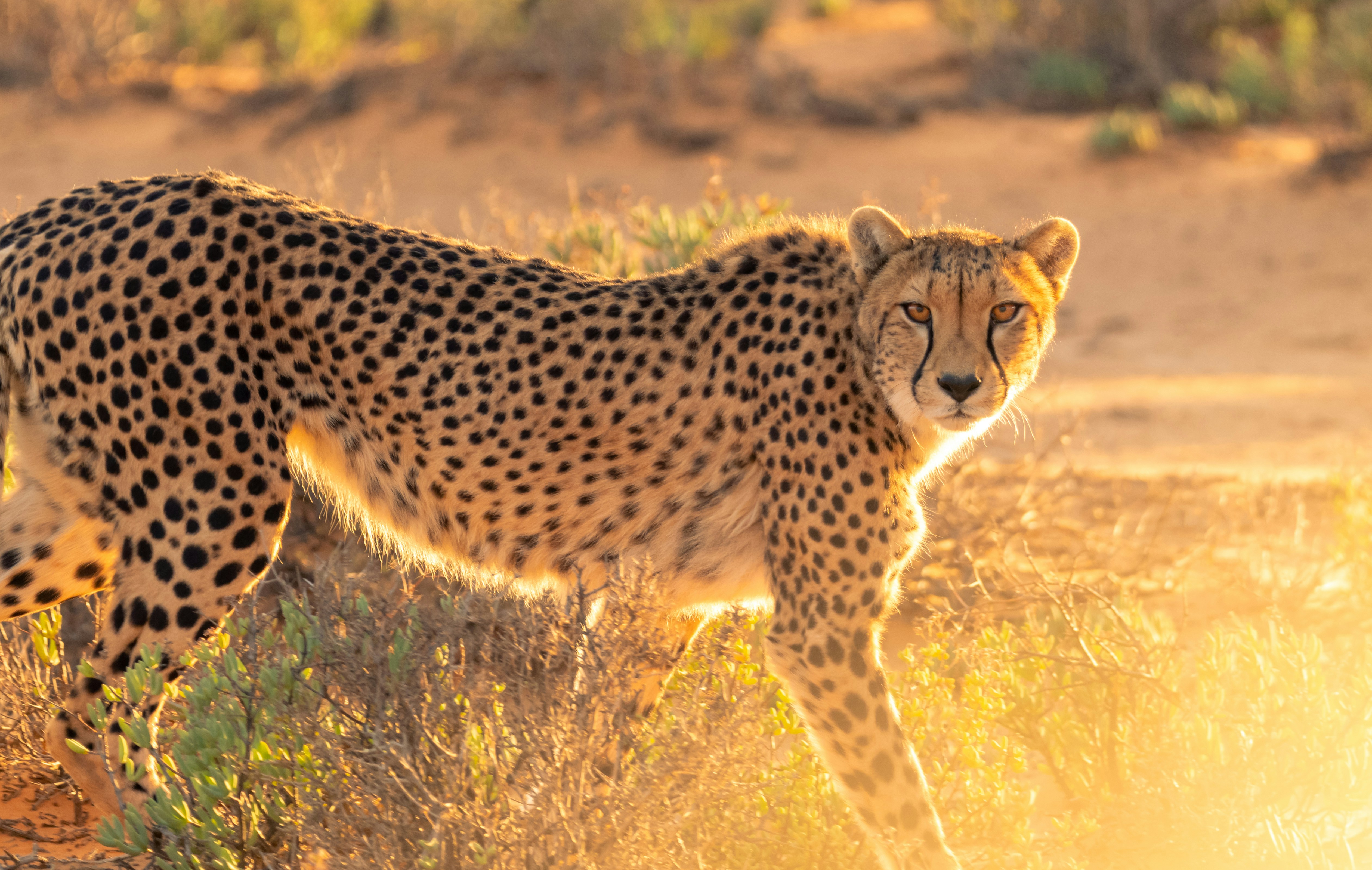 A cheetah standing still