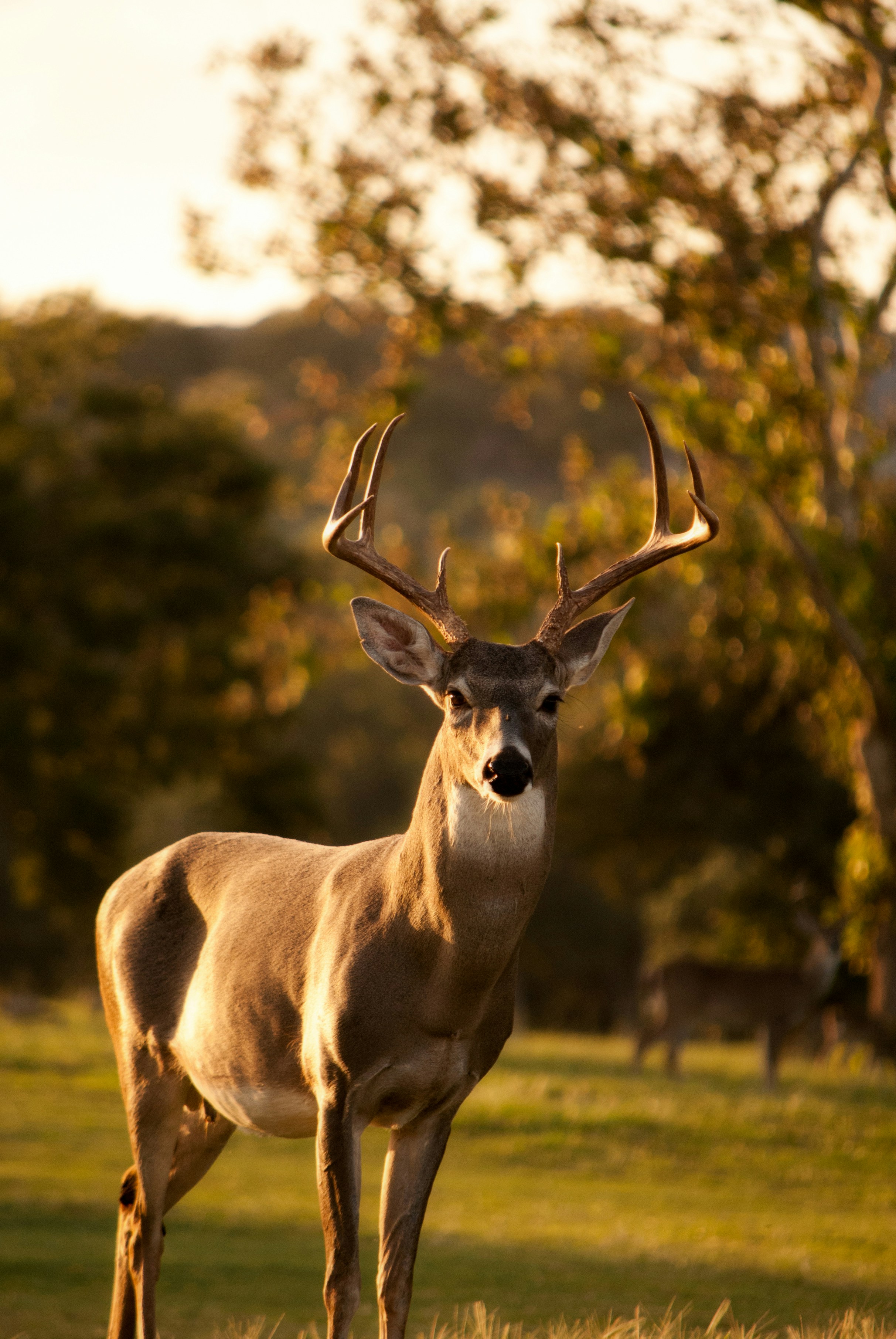 White-tailed deer stag