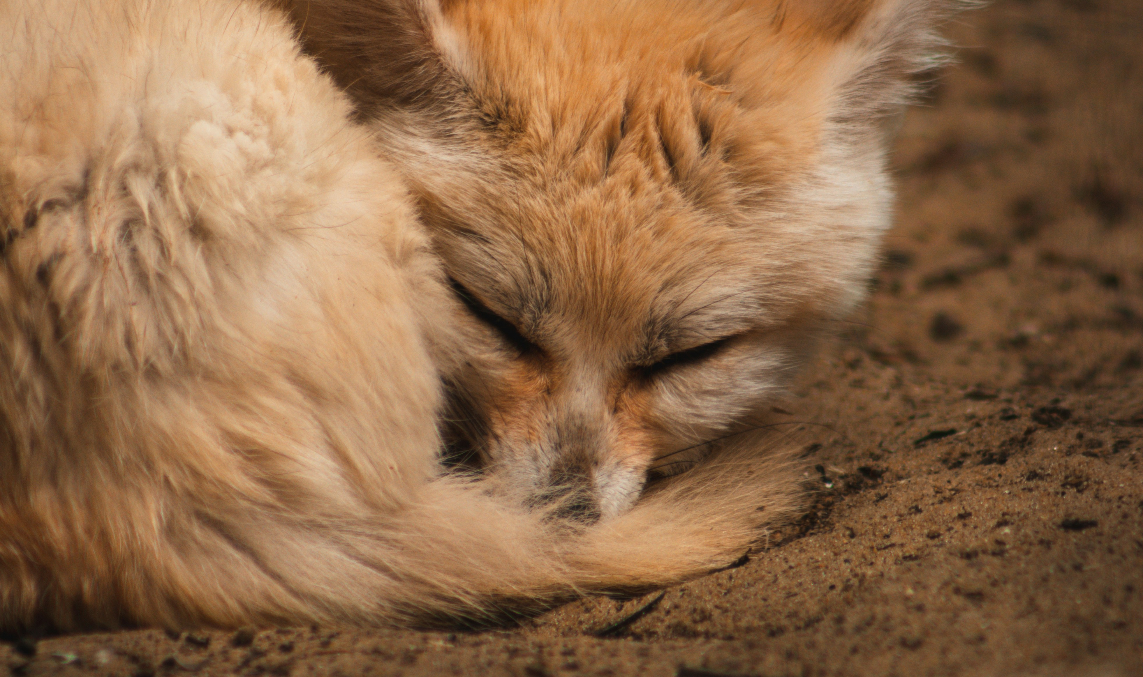 A Fennec Fox sleeping on sand (cute warning)