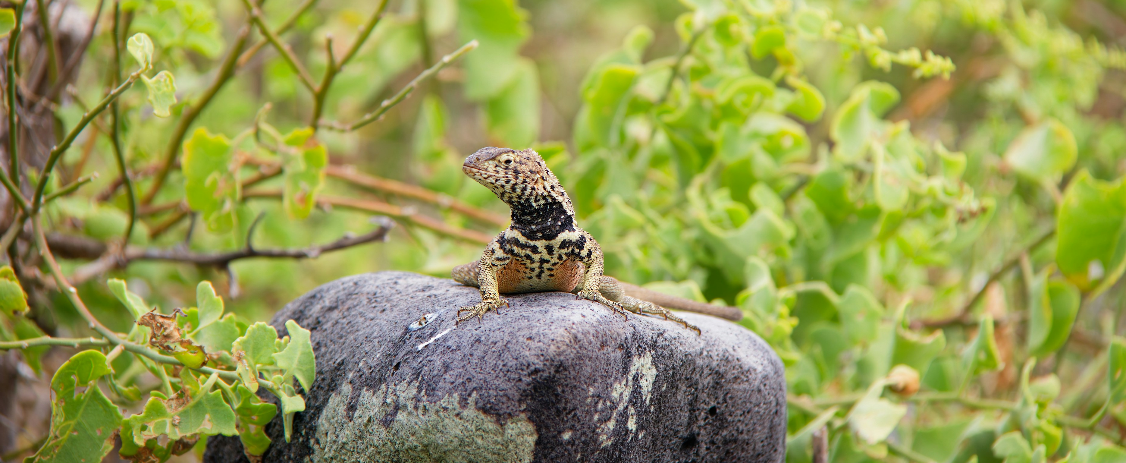 A Desert Iguana sitting on a rock