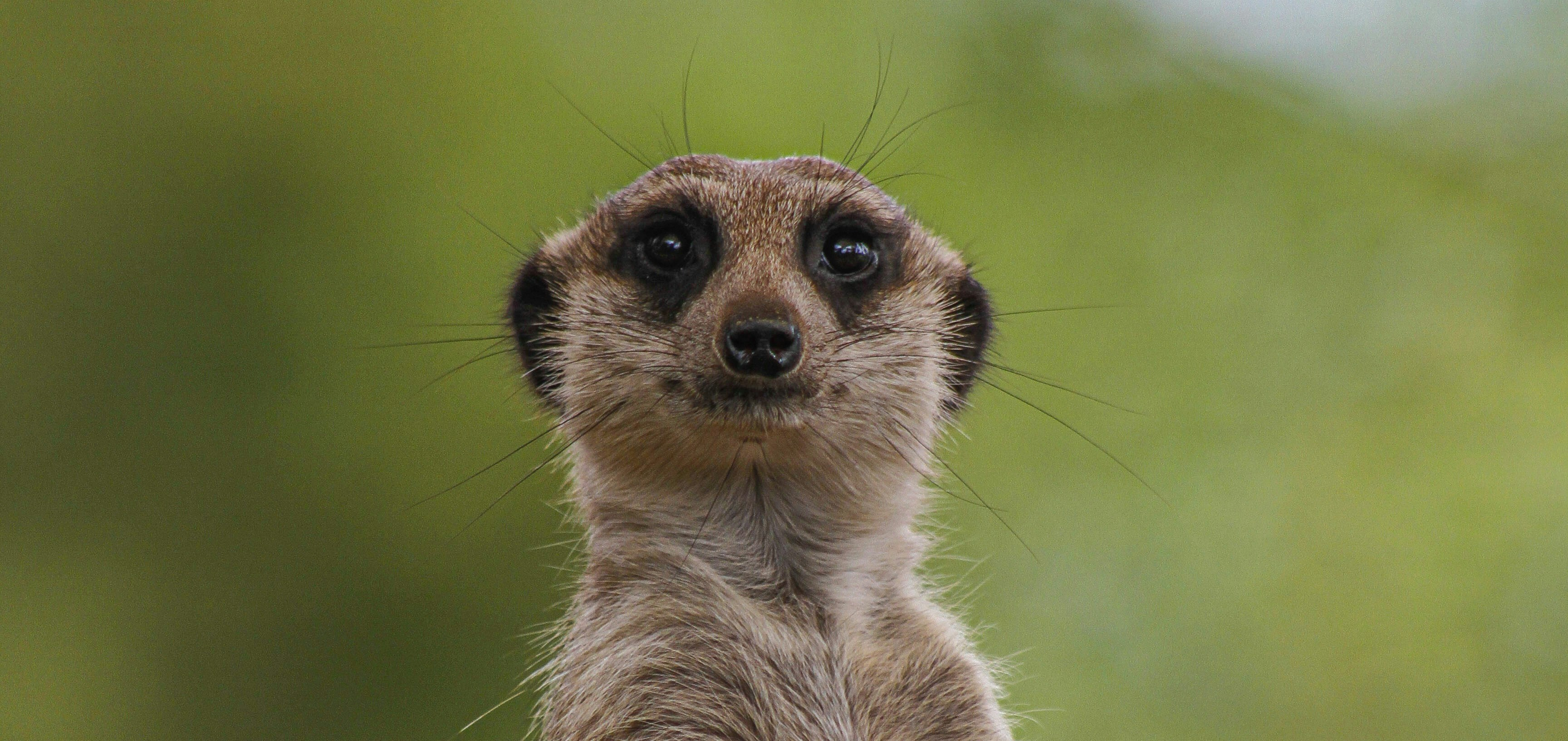 A meerkat standing, looking like a buisnessman