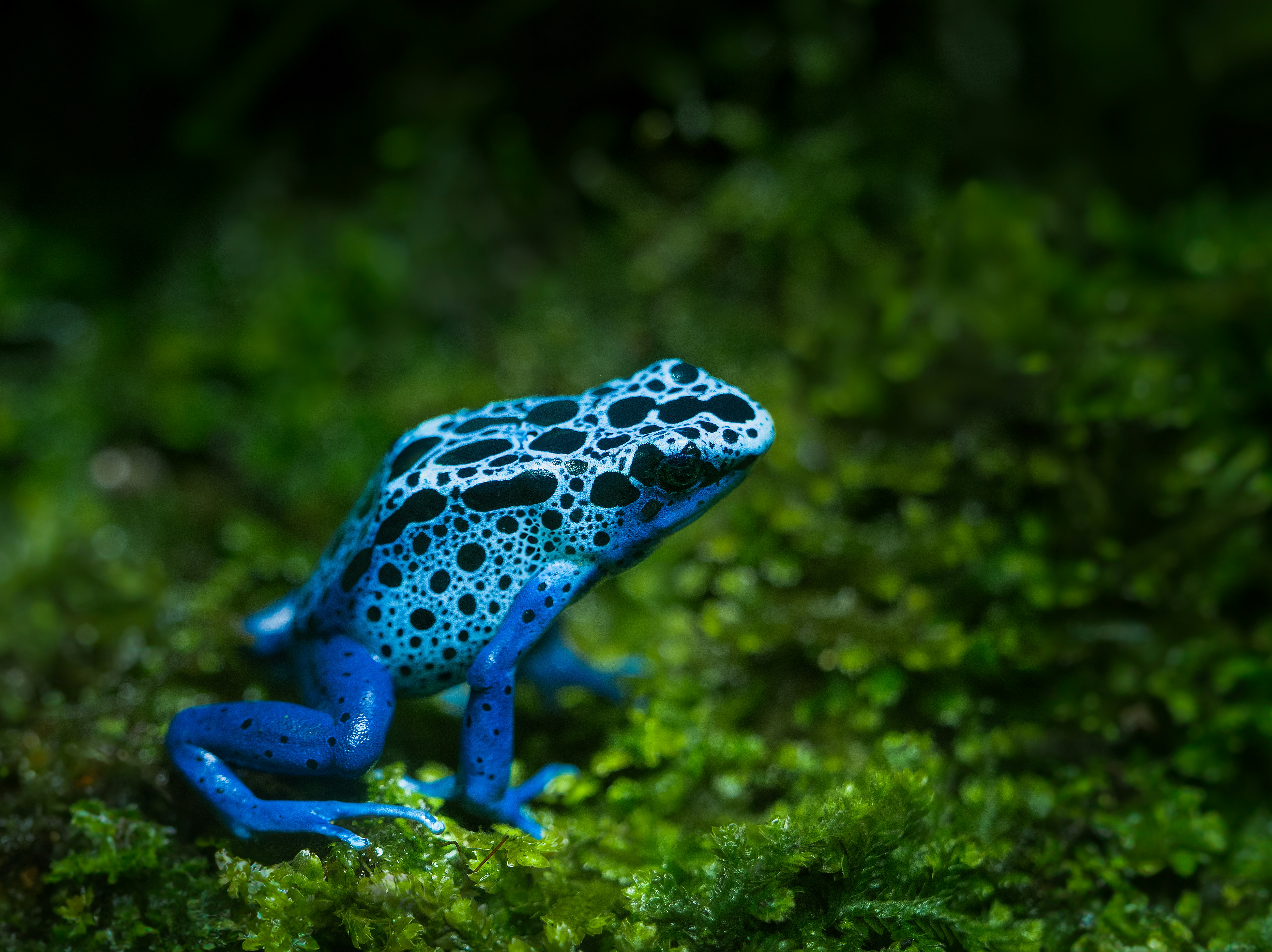 Close-up of a poison dart frog on some moss