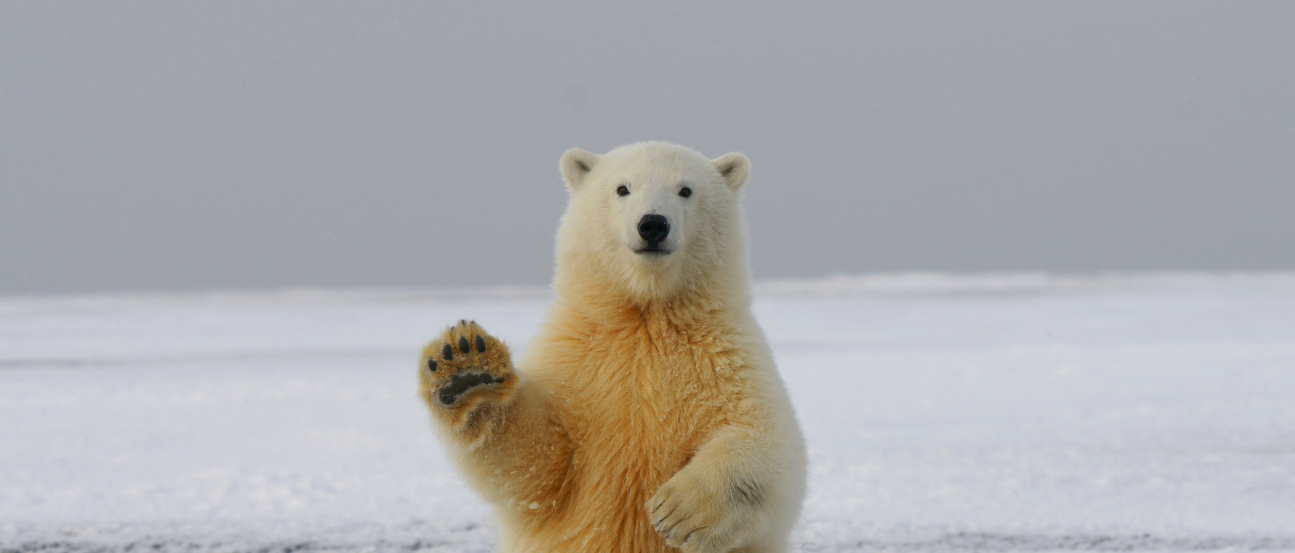 A polar bear waving at the camera (cute warning)