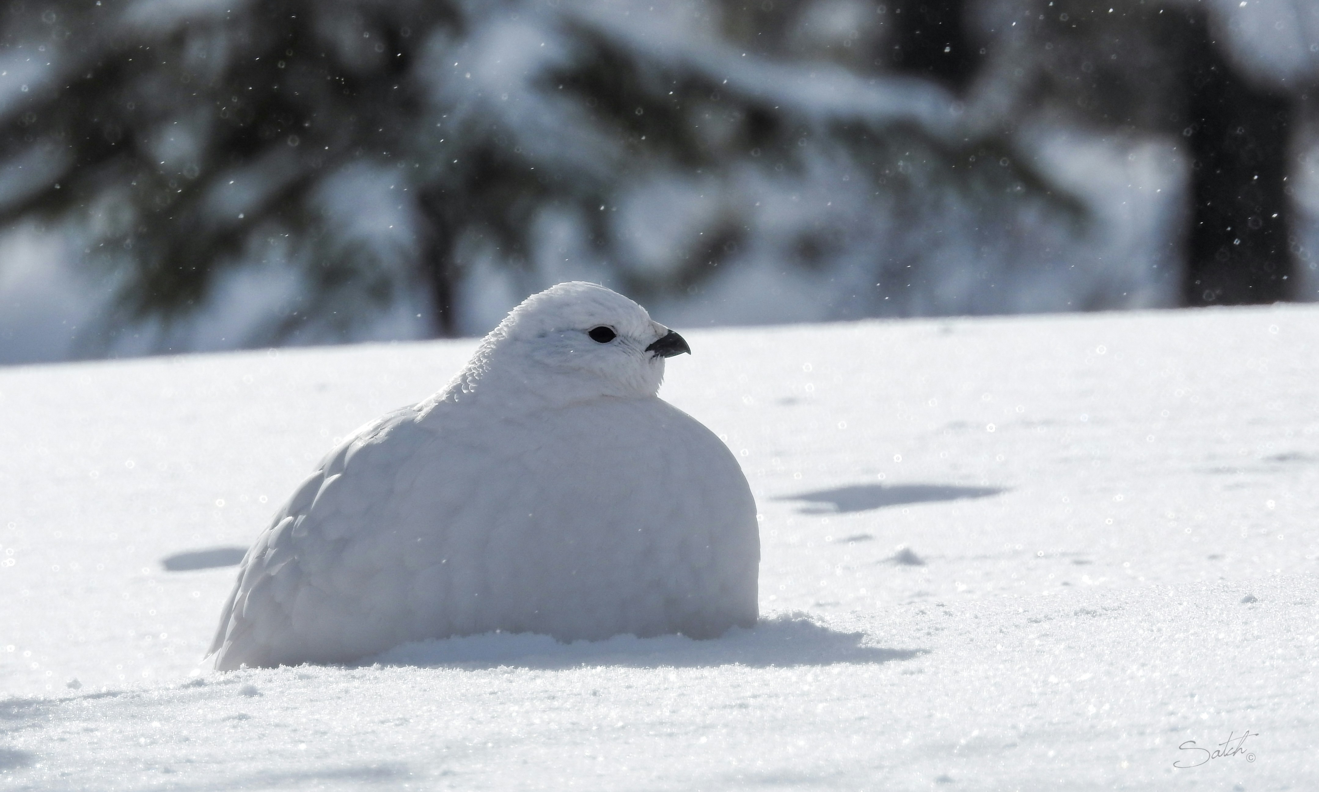 A ptarmigan lying down on some snow