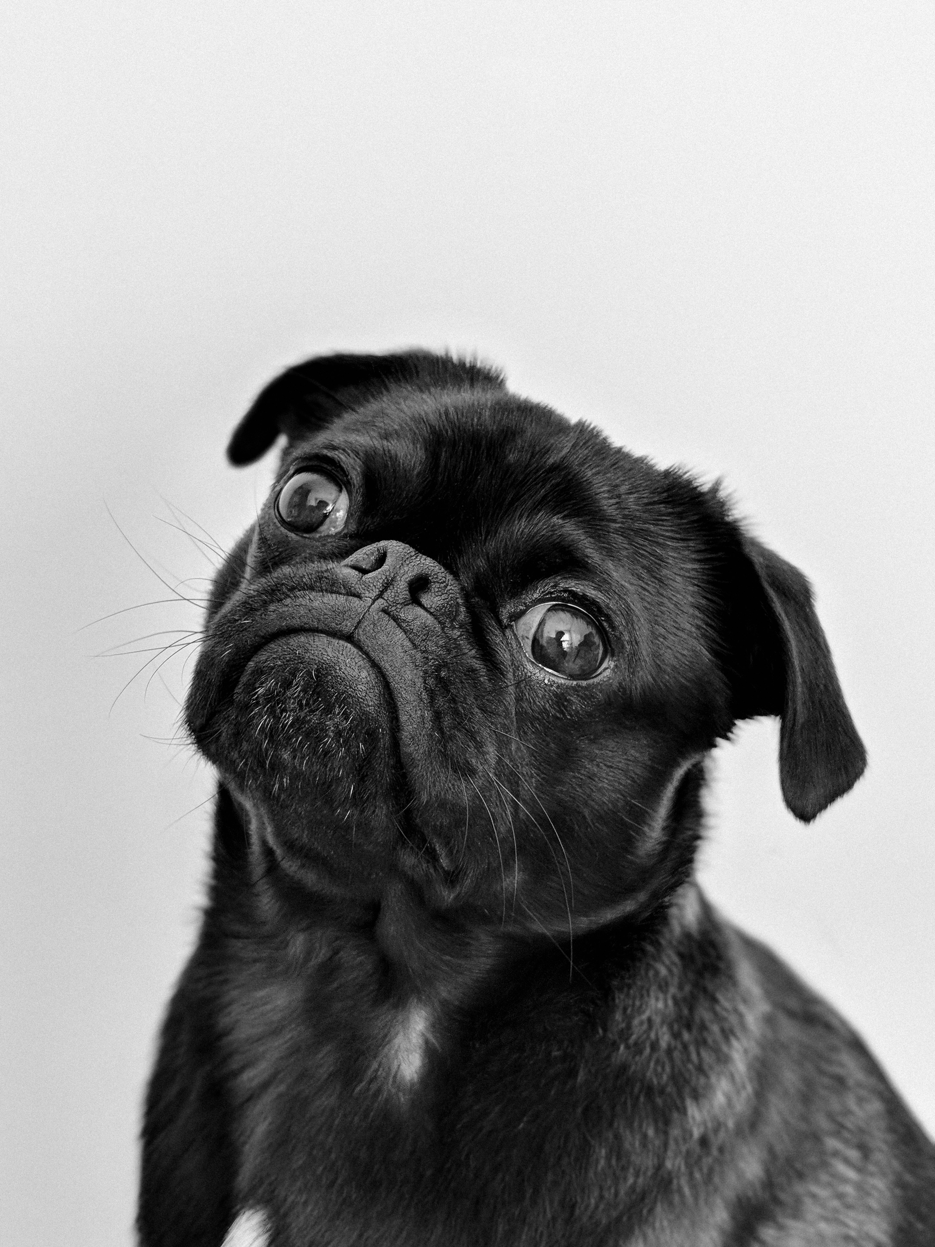 Pugs