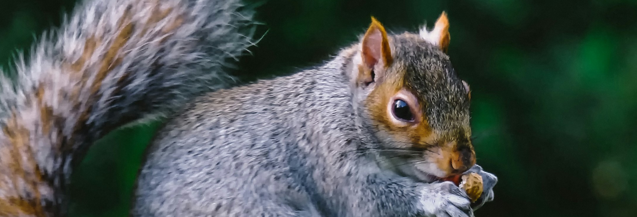 Grey squirrel eating something