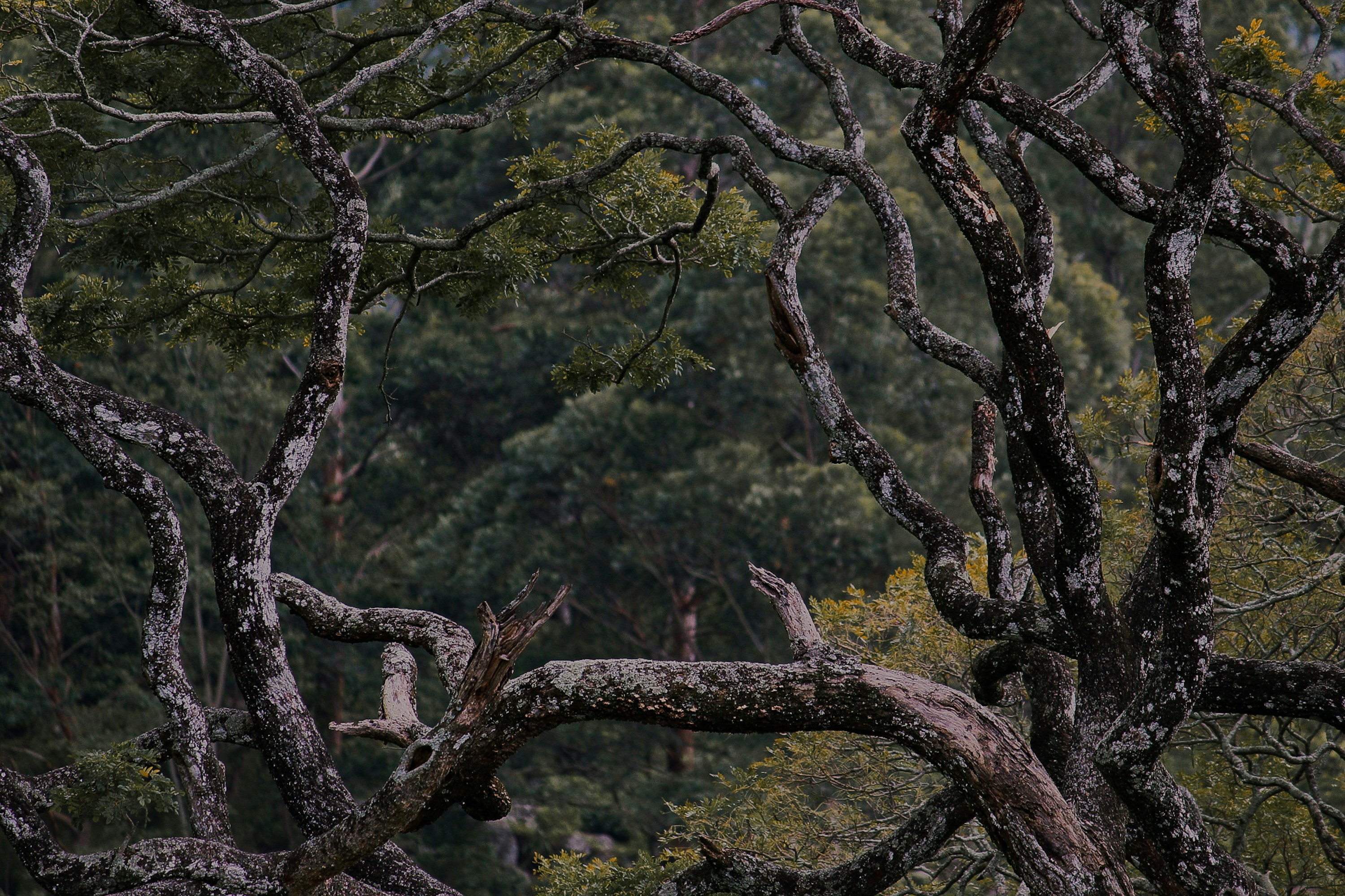 A tree in a temperate forest