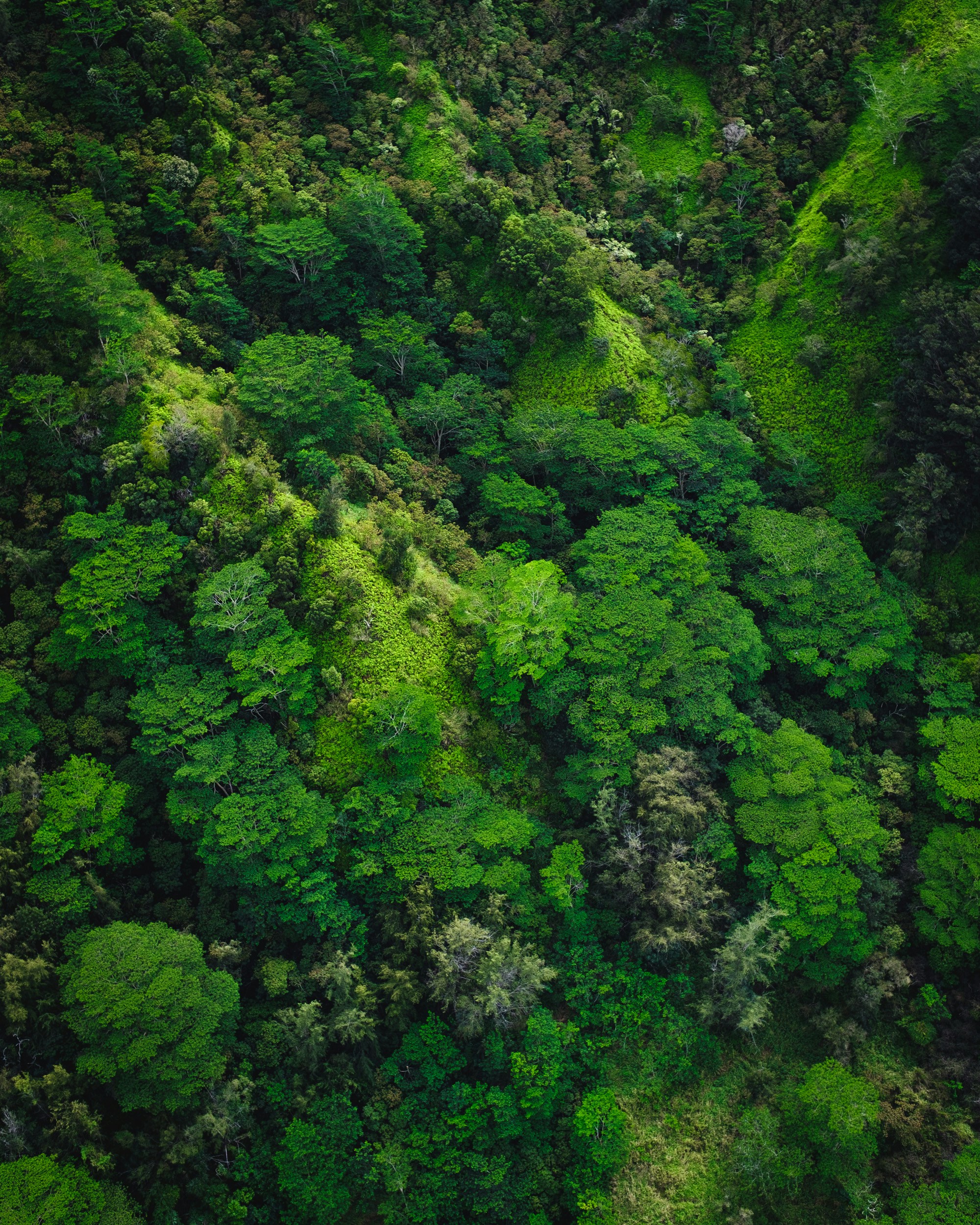 A tropical forest, as seen from above