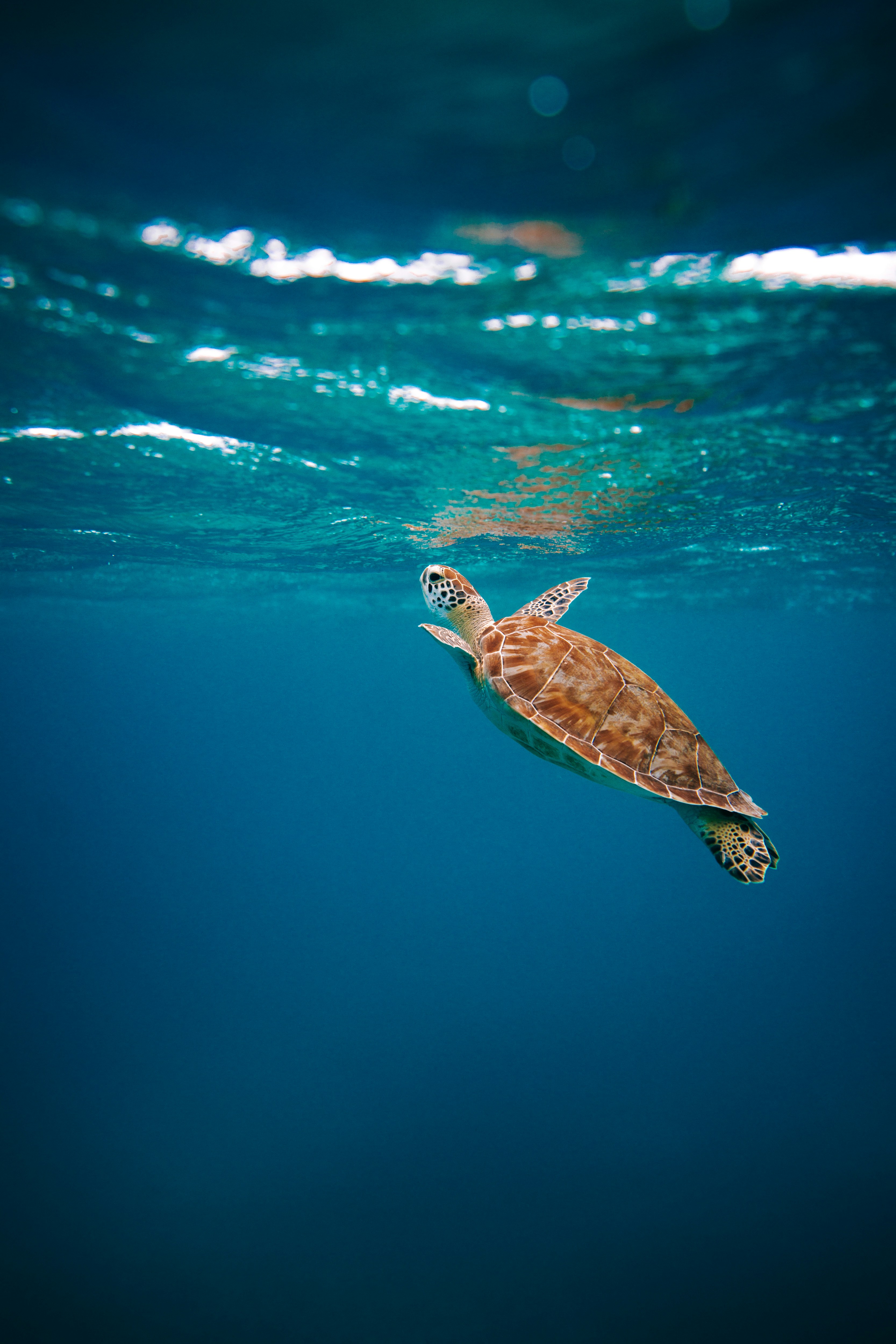 A sea turtle swimming upwards